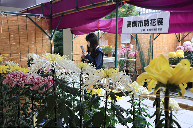 秋の風物詩 菊花展を高槻市で開催