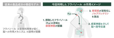 ワインやチョコレートの渋みで記憶力向上、感覚刺激で作用と判明　芝浦工大、フラバノールの脳作用メカニズムを解明
