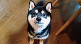 東京都新宿区の涙活カフェが、犬好きのための「涙活」イベントを”犬の日”11月1日に開催！意識的に泣いて心をデトックス