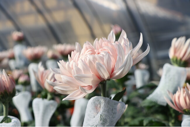 【飛騨高山・岐阜県高山市】直径20cm！絢爛豪華な西洋菊「飛騨マム」の収穫が最盛期 ～飛騨の寒暖差が生む、丈夫で長持ちする大輪の美～
