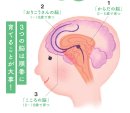 脳発達の3ステップ 脳発達の3ステップ