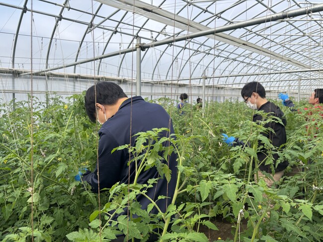 【平和堂】「ミニトマト農業体験@平和堂ファーム」を開催しました