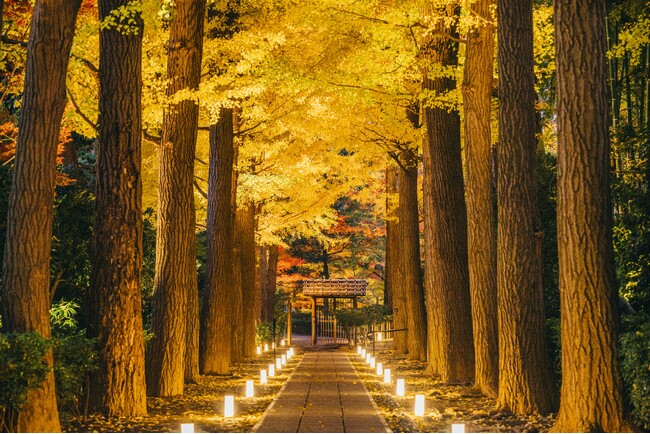「大田黒公園 紅葉ライトアップ2025」開催のお知らせ