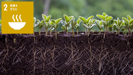 植物の栄養環境応答の新しいしくみを発見