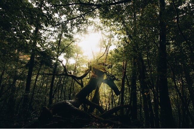 Travel Deeper into Real Japan.--TSUGU Japanが“本物の日本”を世界へ。訪日客の新しい定番メディアに