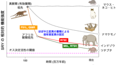 哺乳類の性決定遺伝子Sryの