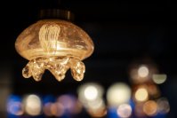 【京都水族館】京都水族館の冬の風物詩でほっこり温まる
「くらげのあかりたち」11月29日（土）から開催