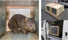 オーストラリアから大阪府池田市立五月山動物園へウォンバット2頭の輸送をサポートしました。