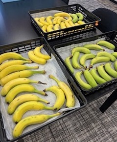 農福連携で育てられた高槻産バナナが好評