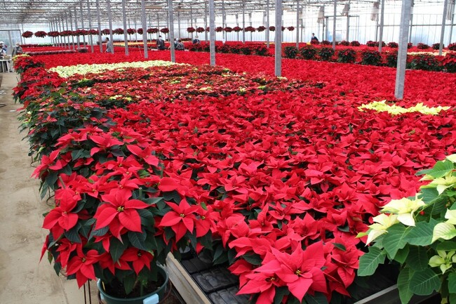 クリスマスを彩る6万鉢の奇跡　入間の温室が燃ゆる
