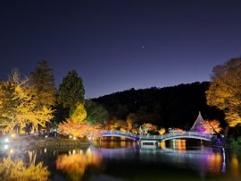 紅葉ライトアップ