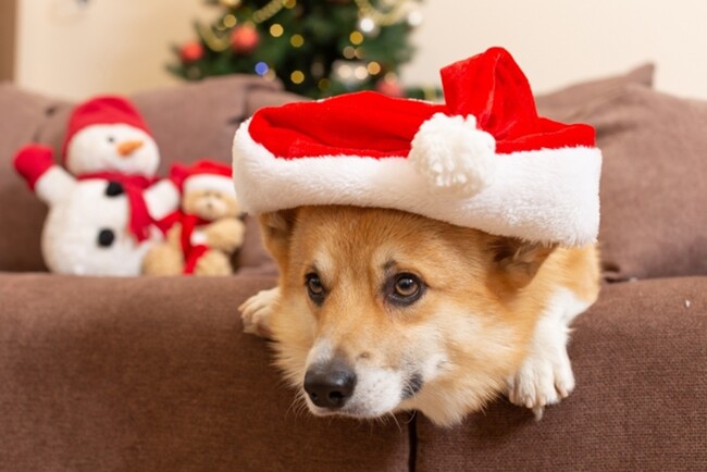 クリスマスは愛犬と一緒にほっこり旅！長野・蓼科の愛犬宿にて3大特典付クリスマスプラン販売｜～2025年12月25日