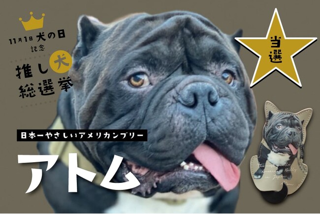 「推し犬総選挙2025結果発表」総フォロワー約54万人が見守った1位。「アメリカンブリー アトム」の本革キーケースを11月期間限定で発売いたします。