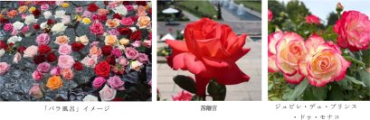 有馬温泉 太閤の湯×須磨離宮公園 コラボ企画約1,000輪の「バラ風呂」で優雅なひとときを11月15日（土）限定