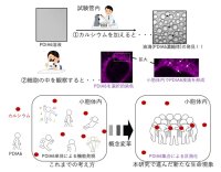 【横浜市立大学】タンパク質品質管理に関わる小胞体内の新区画を発見