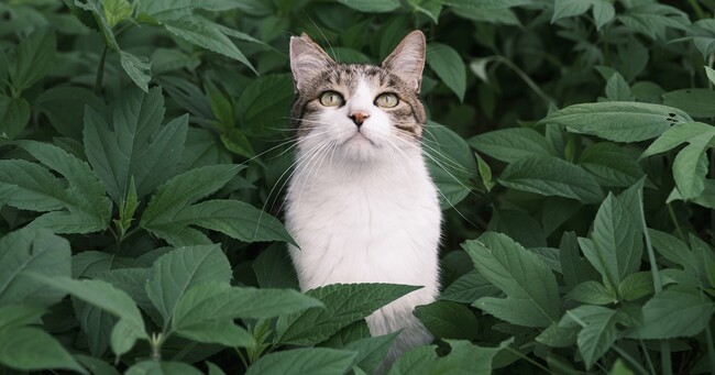 【速報】犬や猫は「狩猟鳥獣」か?環境省がついに改正の検討を開始!