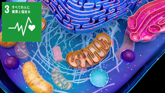 ミトコンドリア翻訳のダイナミクスを描く