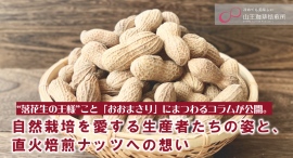 サイズは通常の落花生の約2倍！“落花生の王様”こと「おおまさり」にまつわるコラムが公開。自然栽培を愛する生産者たちの姿と、直火焙煎ナッツへの想い