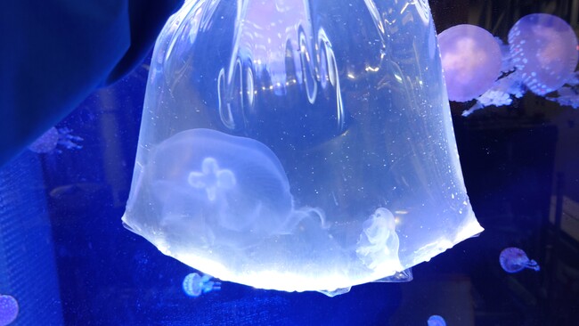 サンシャイン水族館 “クラゲの展示水槽 デビュー2025” 学生が育てたミズクラゲが大きくなってサンシャイン水族館でお披露目されます！