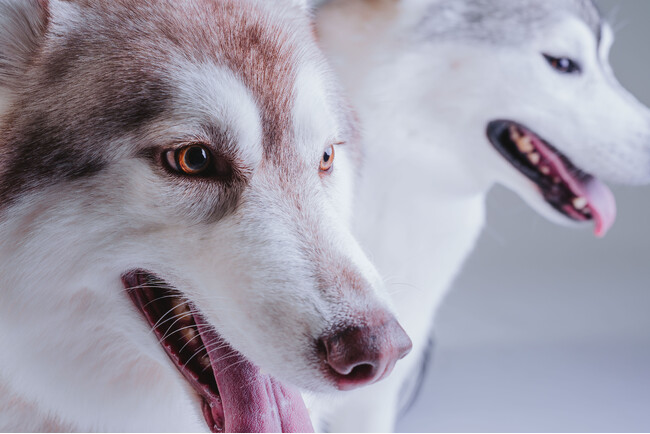 【大阪・高槻】大型犬OKの写真館「Studio Root/B（ルートビー）」がドッグ撮影プランを新設