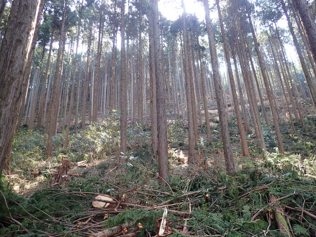 岐阜の森からカーボンニュートラルに貢献。南ひだ森林組合とバイウィル、共同創出した森林クレジットが認証