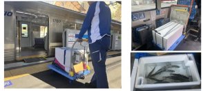 高付加価値な食材の安定供給で飲食店の課題解決を目指し、鉄道・バスを活用したアクアポニックス産食材の輸送・販売実験を実施