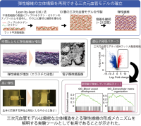 血管のしなやかさを生む「弾性線維」の立体構築に成功 ～三次元血管モデルを確立～