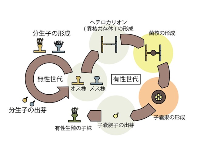 ぐるなび・東京科学大学「ぐるなび食の価値創成共同研究」論文発表　麹菌の菌核内部に未知の構造体を発見