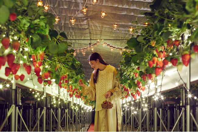 【リゾナーレ熱海】イルミネーション輝くハウスを貸し切り！夜のいちご狩り「ナイトストロベリーツアー」開催