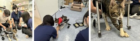 義肢装具学ぶ学生が動物のＱＯＬ向上へ研究会　動物病院や動物園と連携し、治療の可能性広げる -- 広島国際大学