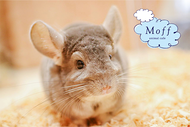 『Moff animal cafe』原宿・竹下通りに11月27日オープン！“どうぶつとのふれあい”で心まであたたまる新スポット誕生