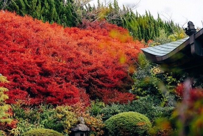 加古川の秋の訪れを告げる約500本の真紅「ドウダンツツジ」金城山 永昌寺の「ドウダンツツジ」が魅せる三面鏡の絶景