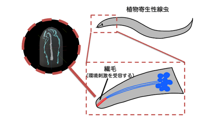 植物寄生性線虫が持つユニークな感覚ニューロンの微細構造と進化的起源を明らかに