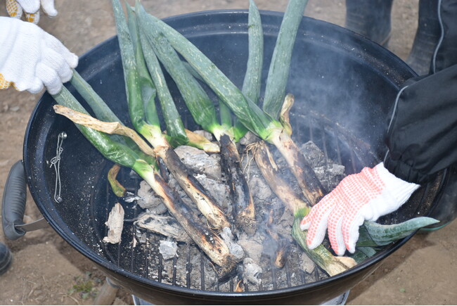 【JAF群馬】下仁田ネギの収穫体験と炭火で丸ごと焼く「大名焼き」を開催します!