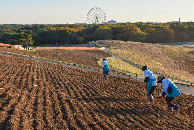 ネモフィラの種まきが始まりました（国営ひたち海浜公園）