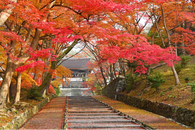 【京都・紅葉期間限定特別OPEN】毘沙門堂 × BAIKAL Cafe歴史ある寺院で楽しむ、紅葉と洋菓子の特別なコラボレーション