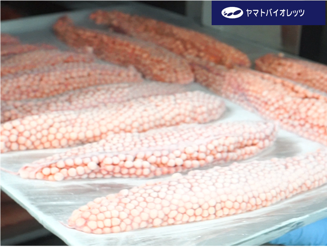 【医療分野の冷凍技術を水産業に応用】ヤマトバイオレッツ、CAS冷凍技術で知床の