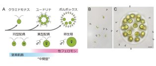 「性の進化」をつなぐ中間段階を解明　法政大学の研究グループが配偶子の形と形成誘導の進化が連動していることを発見