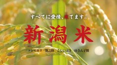 新潟米の新作PR動画を明日、全編公開します