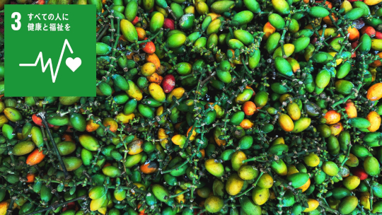 長年食されてきた植物の力:メリンジョ由来ポリフェノールが 肥満および2型糖尿病の症状を改善