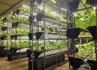 気候に左右されない“次世代わさび栽培”を小樽で実現- 本物のわさびを味わう工場見学ツアーを11月28日開始 -