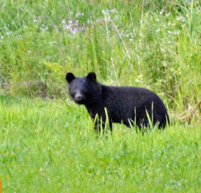 【クマ被害】果物の被害産地を食べて応援　オイシックス・ラ・大地　収穫最盛期のりんごや柿を産地応援寄付つきで販売（11/27～）