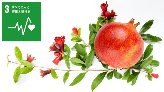 ザクロ葉・枝由来成分「PGG」がトランスサイレチン由来アミロイド線維を分解