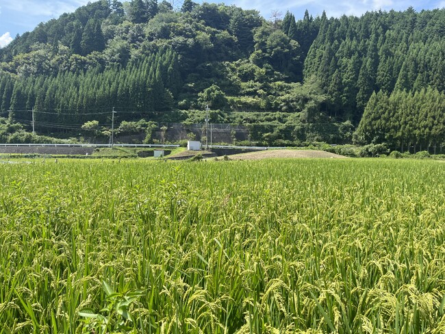 【ザ・プリンス 京都宝ヶ池】ホテルの生ごみを循環資源として活用「京都里山SDGsめぐるプロジェクト」で育てたお米を朝食でお客さまに提供