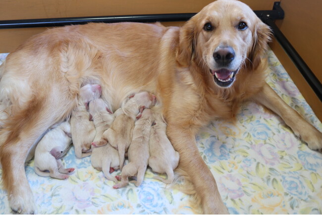 【大募集中】介助犬となる犬のお母さん犬、お父さん犬の飼育ボランティアをはじめてみませんか？