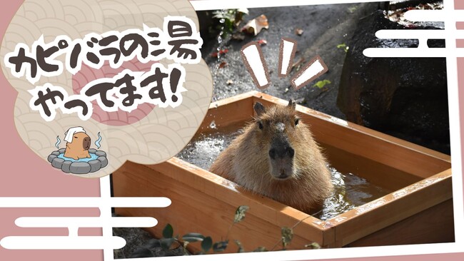 群馬サファリパーク 冬の人気イベント「カピバラの湯」開催中