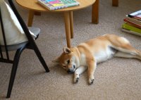 【家族のお悩み解決】お家専用タイルカーペット12月1日発売！