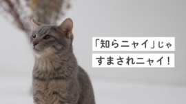 動画イメージ1 動画イメージ1