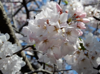 【跡見学園女子大学】キャンパスに自生した新種の桜を『アトミザクラ（跡見桜）』と命名、桜の園芸品種として認定を受ける／学園創立150周年記念式典で発表