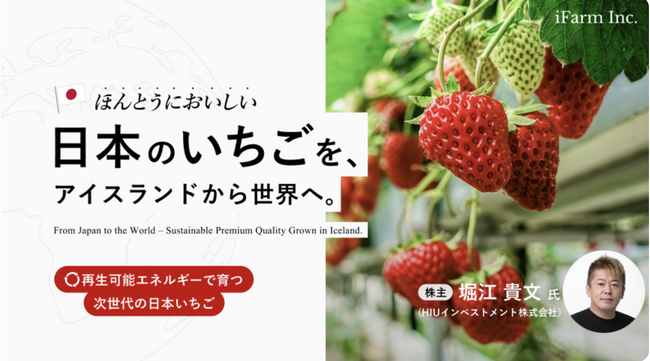 アイスランド市場で日本品種いちごの販売を再開。先行予約の初回分が完売（CF Angelsにてクラウドファンディング実施中）
